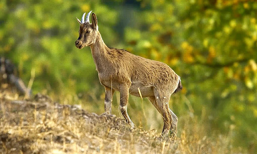 Doğanın Sessiz Tanığı Hekimhan'da Görüntülendi
