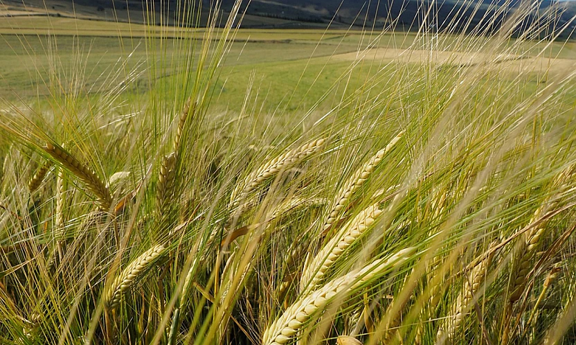 Dünya Arpa Üretimi 143 Milyon Tonu Aştı: Pazarda Üç Büyük Hâkimiyetini Koruyor