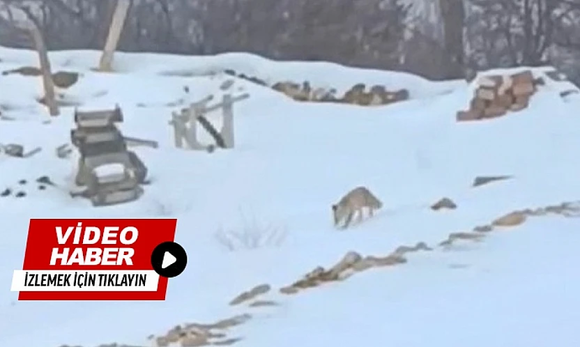 Hacolar'da Doğa Alarm Veriyor: Yaban Hayvanları Açlıkla Karşı Karşıya