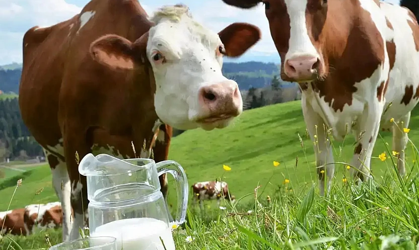 İçme Sütü Üretimi Aylık Bazda da Geriledi