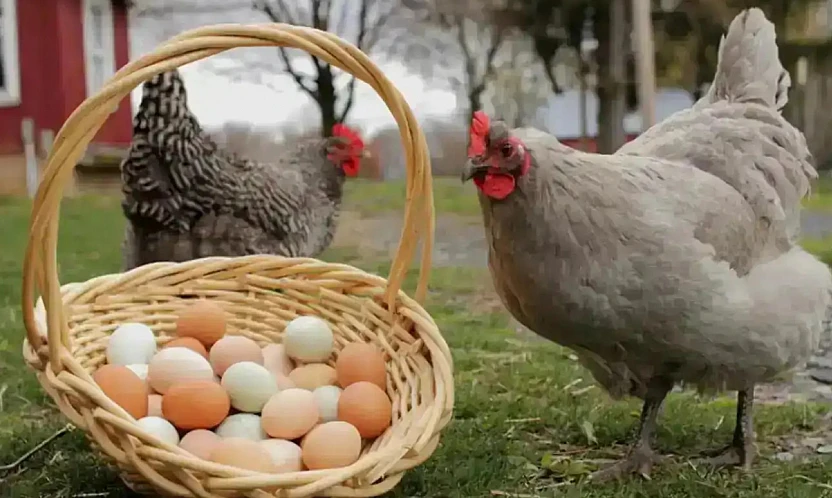 Kasım Ayında 233 Bin Ton Tavuk Eti Üretildi