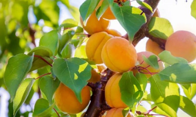 Kayısı Ağaçlarını Kışa Hazırlayın: Bordo Bulamacı Uygulaması Başlıyor