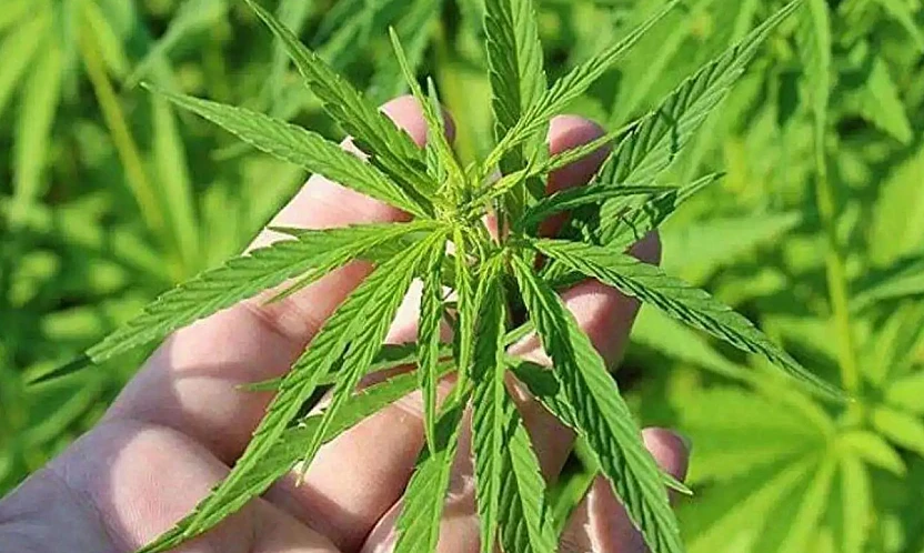 Kenevir üretimine 21 ilde izin