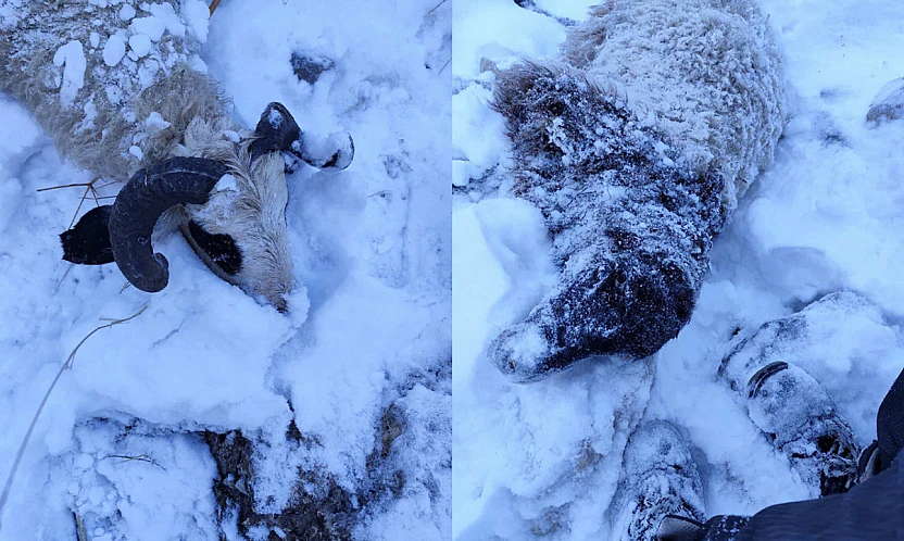 Kurtlar sürüye saldırdı: 70 koyun telef oldu