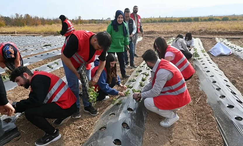 Malatya'da Çilek Üretimi İçin 40 Dekarlık Yeni Bahçeler Kurulacak