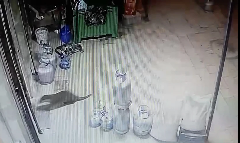 Malatya'nın Dilek Mahallesi'nde Gece Hareketliliği: Su Samuru Kaydedildi