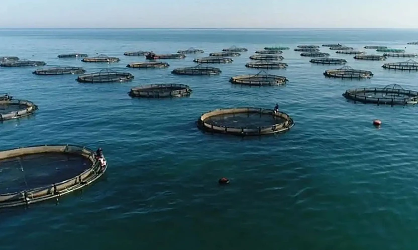 Su ürünleri avcılığı sözleşmeli üretim kapsamına alındı