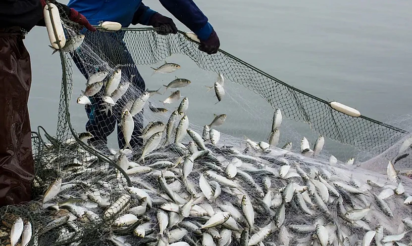 Su Ürünlerinde Tarihi Adım: Üretici ve Alıcıyı Koruyan Model Yürürlükte