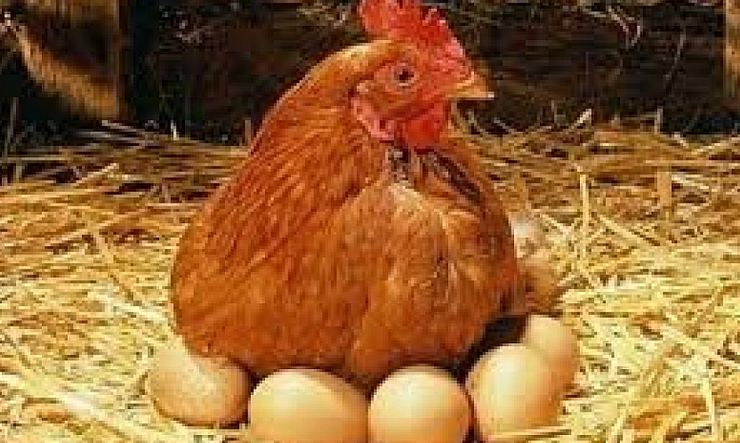 Tavuk Eti Üretimi 253 Bin Tonu Aştı