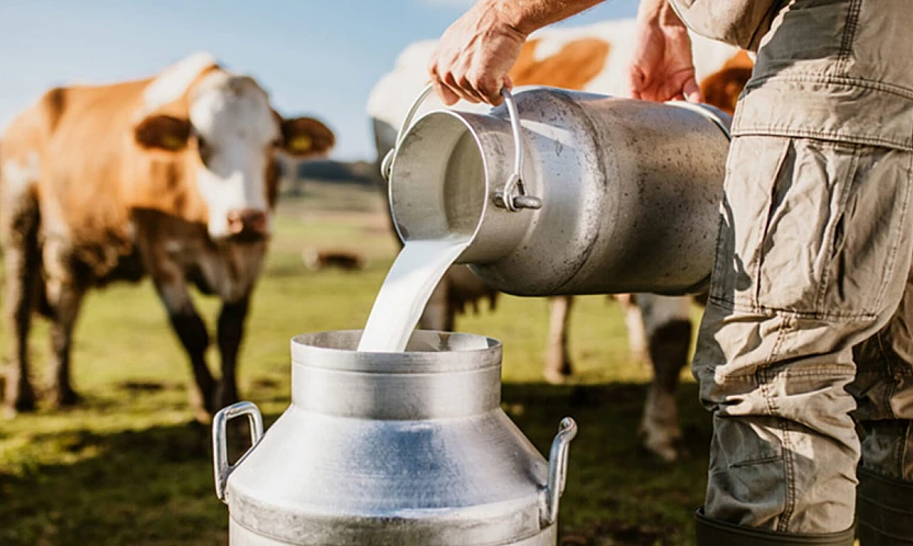 TİGEM, 74 bin tondan fazla süt satışı için ihaleye çıkıyor