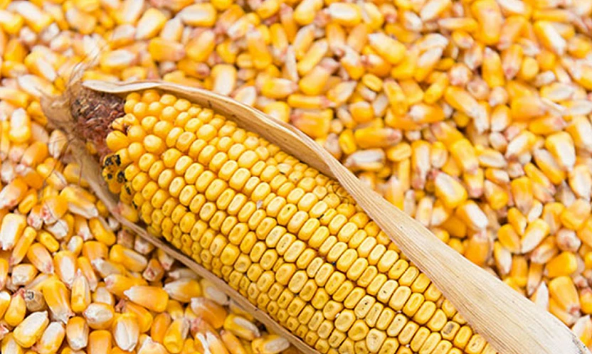 TİGEM'den 10,5 Milyon Liralık Mısır Satışı: İhale 11 Kasım'da