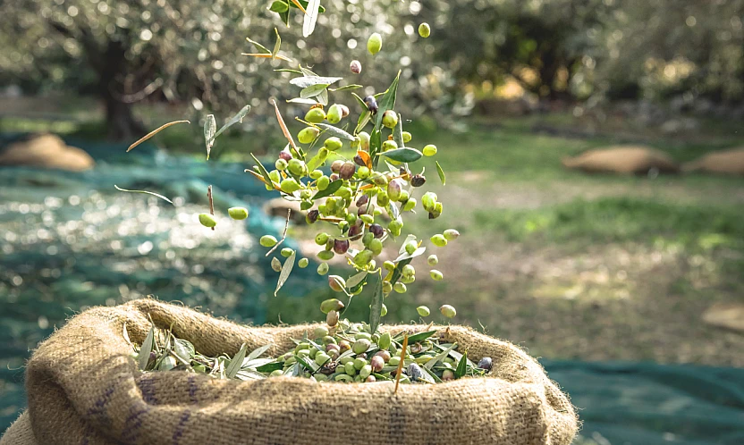 Türkiye'nin Zeytin ve Zeytinyağı Mirası Fotoğraf Karelerine Taşınıyor