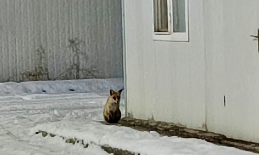 Yaban Hayvanları Kış Şartlarıyla Mücadele Ediyor