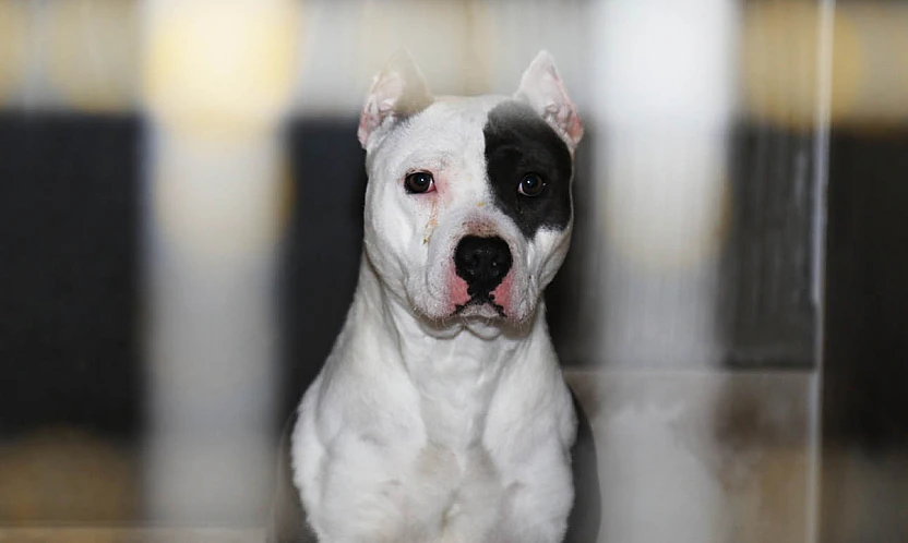 Yargıtay'dan pitbull cinsi köpek için emsal karar