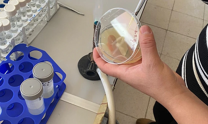 Yeni Araştırma: H. malatyanum Türünün Biyolojik Aktivitesi H. perforatum'dan Daha Yüksek