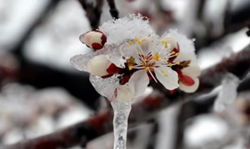 zirai don desteği bugün hesaplara aktarılıyor
